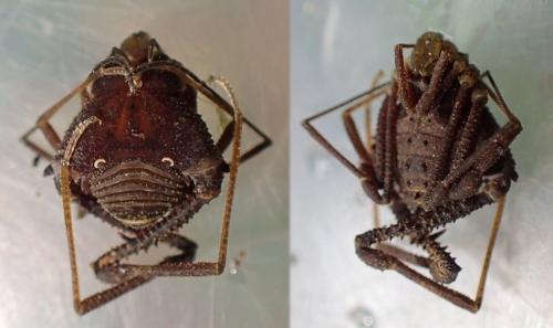 Mischonyx cuspidatus